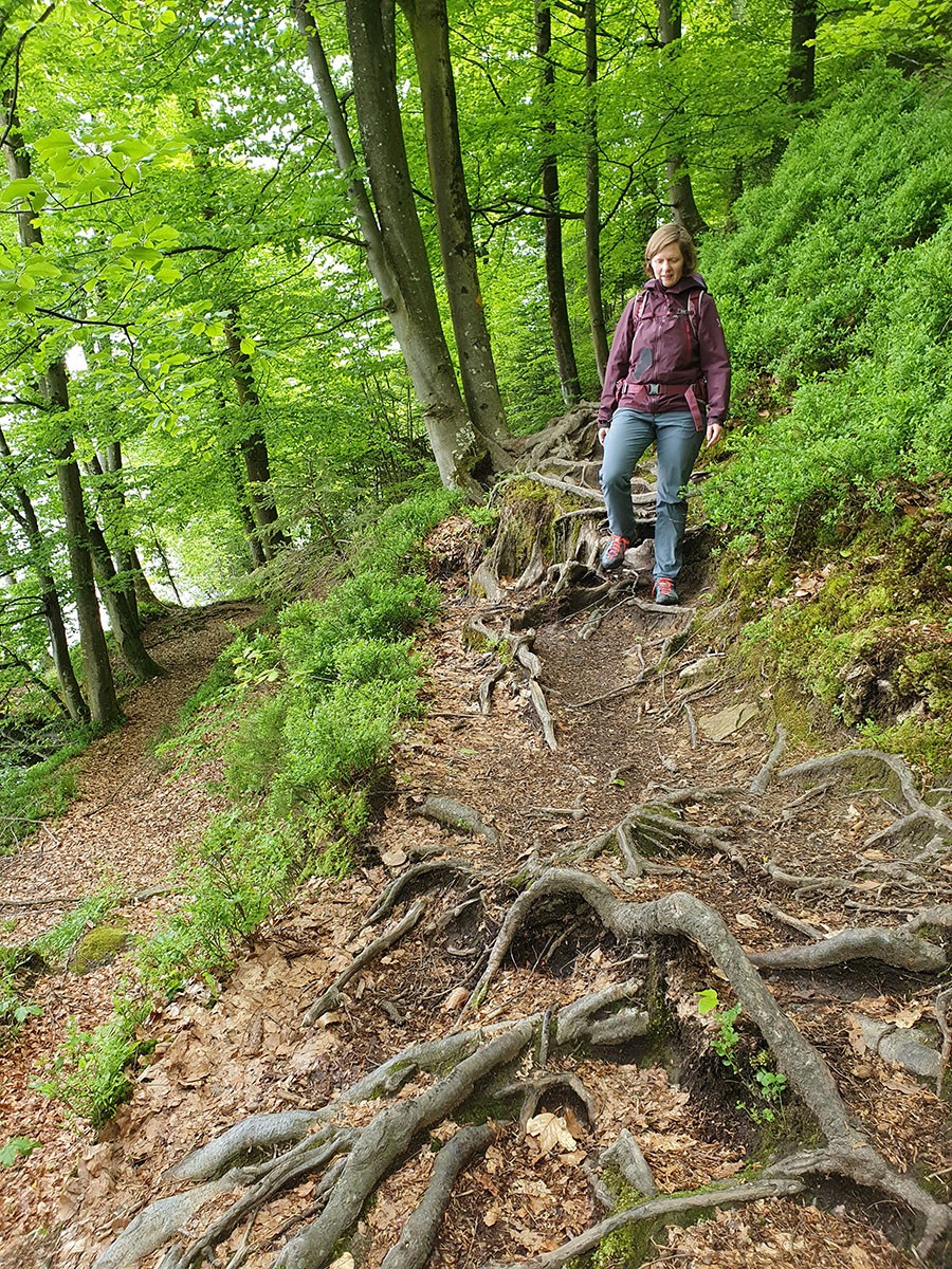 Der Wurzelweg auf der Halbinsel Chiemen. Bild: Marina Bolzli