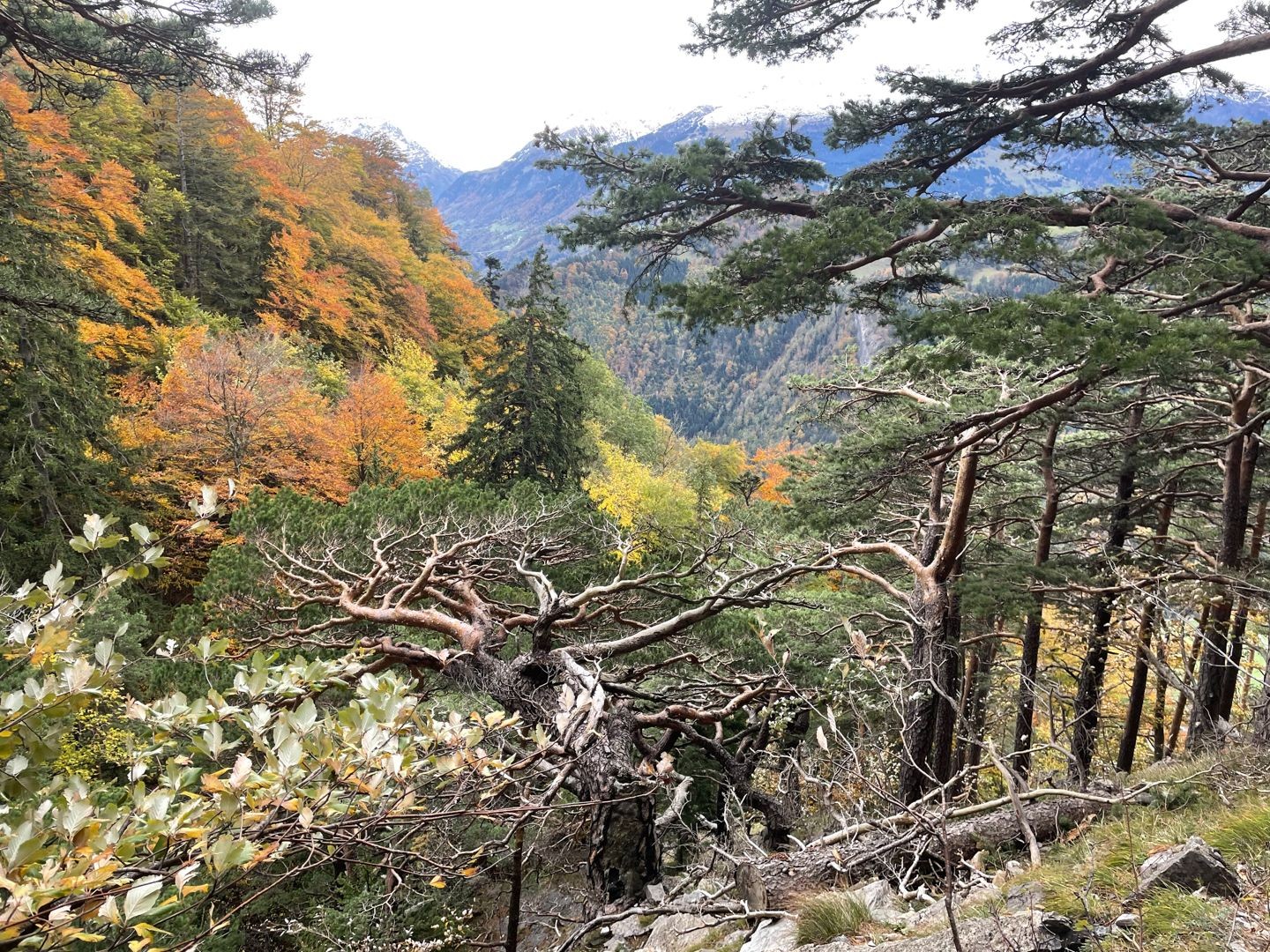 Feurige Herbstwanderung in Liechtenstein mit Aussicht aufs Rheintal