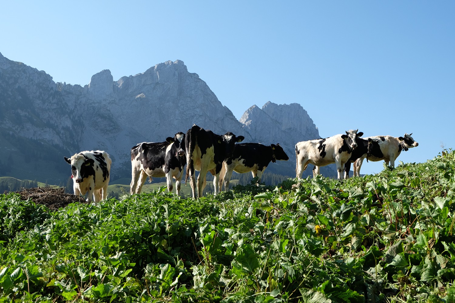 Freiburger Kühe vor den Gastlosen.