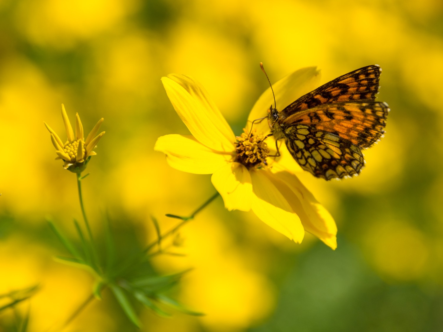 Radure con prati e fiori favoriscono la biodiversità. Foto: Franz Ulrich