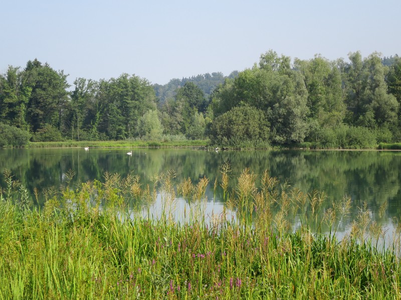 In seguito allo sbarramento del fiume che alimenta la centrale idroelettrica si è venuta a creare una splendida area naturalistica protetta. Nel Flachsee si avvistano numerose specie aviarie e piante rare. Foto: Andreas Staeger