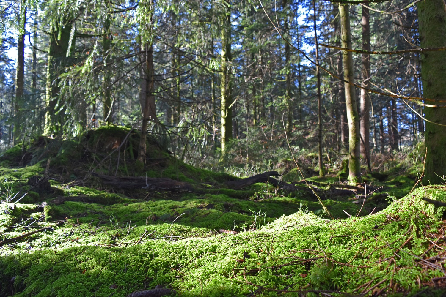 Moos im Sonnenlicht. Als wollte die Natur ihre Reize besonders gut spielen lassen.