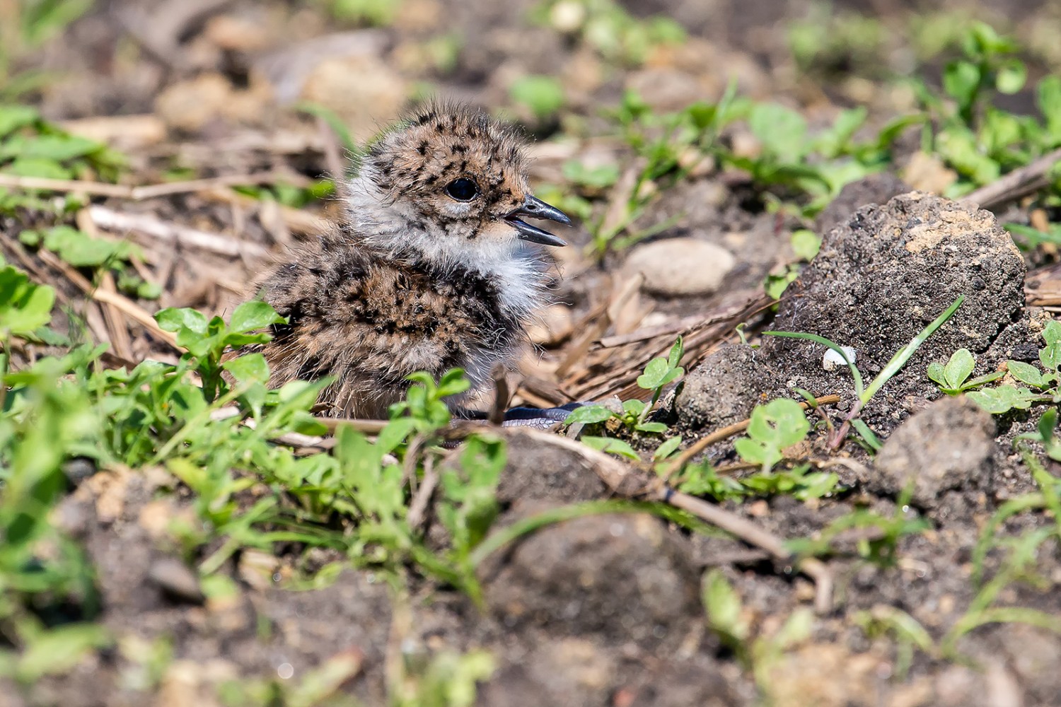 Mit etwas Glück kann man junge Kiebitze beobachten. Bild: M. Burkhardt, Vogelwarte