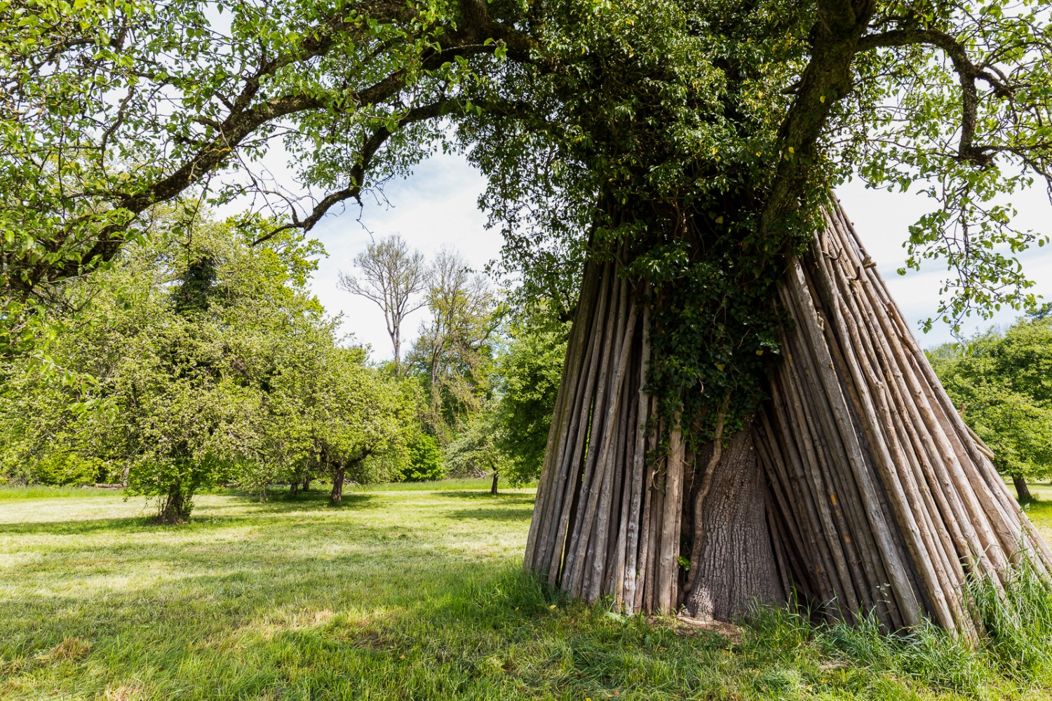 Les branches des arbres fruitiers doivent être partiellement soutenues par des poteaux en bois en automne. Au printemps, ils sont encore placés autour du tronc.