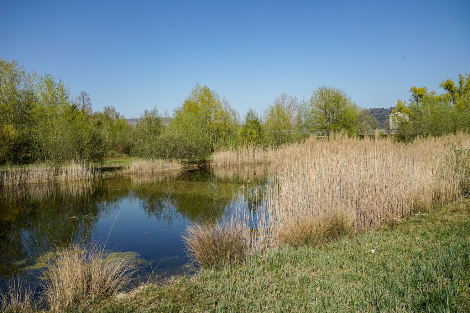 Le biotope du chemin de randonnée de la Lorze, qui a remporté le Prix Rando en 2020. Photo: Reto Wissmann