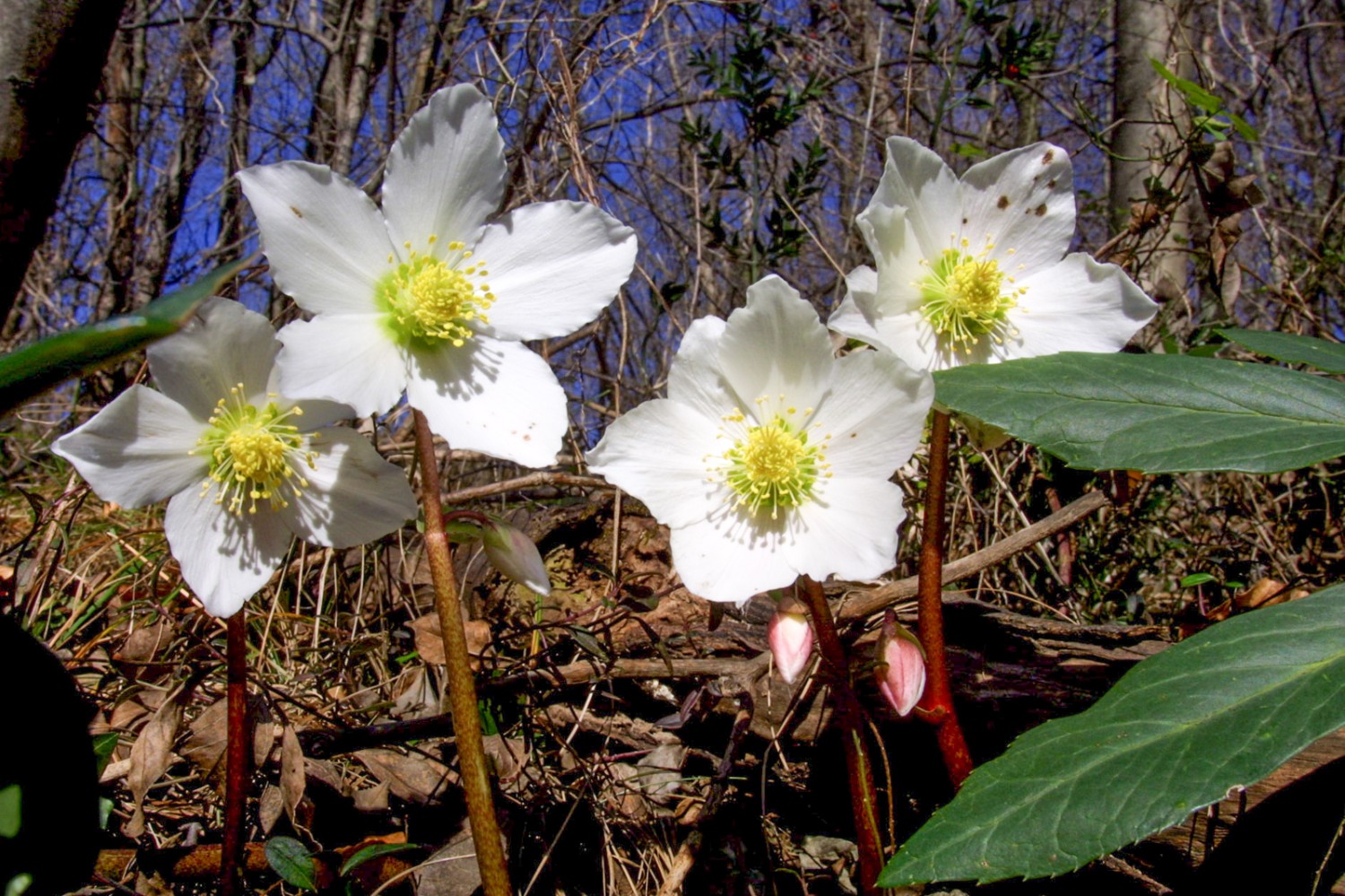 Der Monte Caslano ist einer der wenigen Orte der Schweiz, an denen Christrosen wild wachsen.