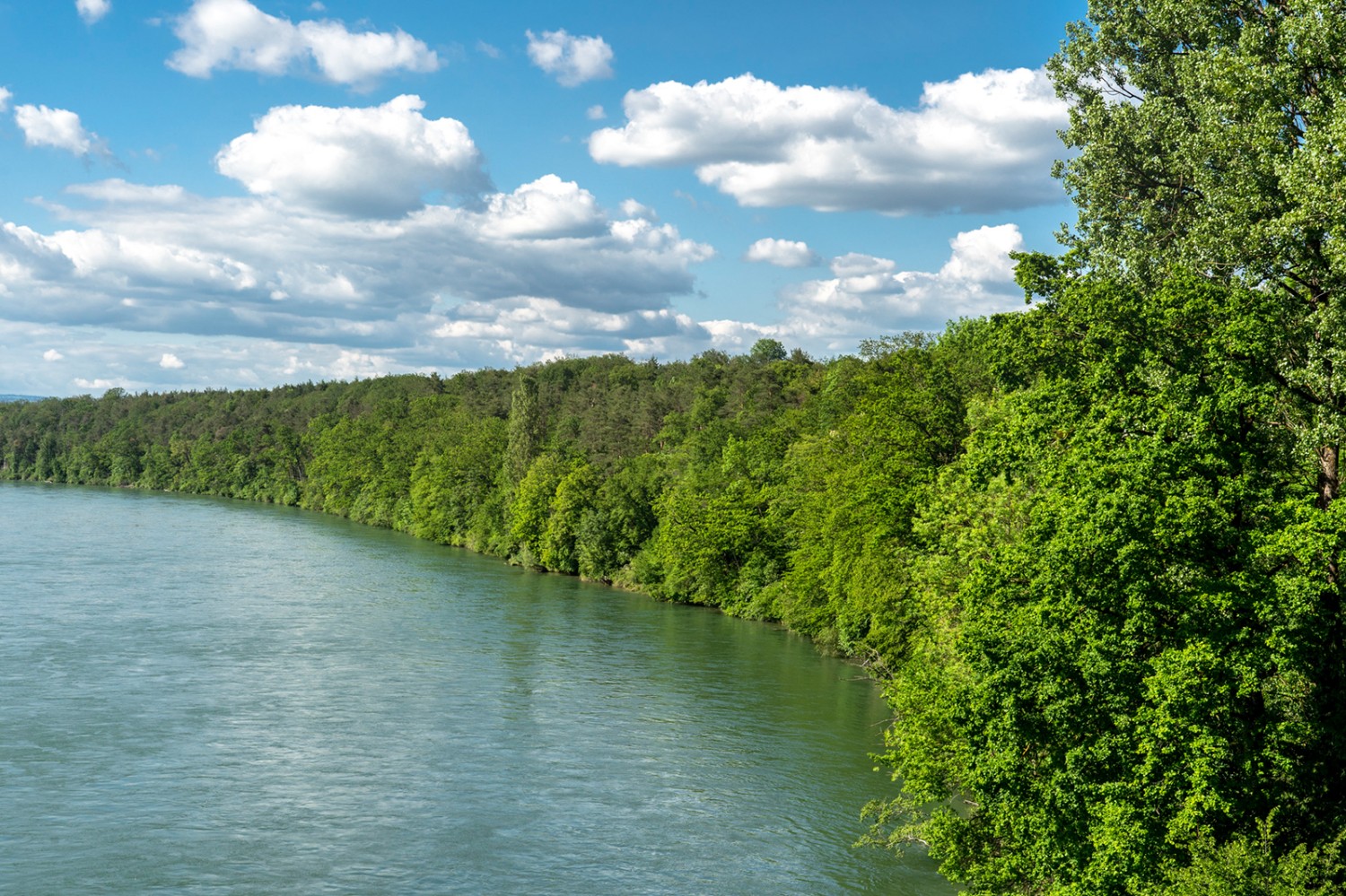 Nur Wasser und Grün: Die Aare lässt auch dem Wanderer keinen Platz am Ufer.