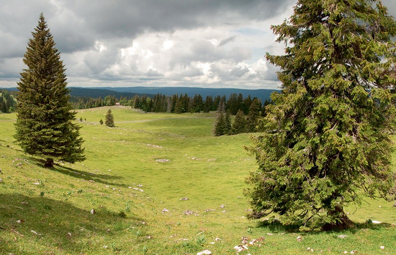 Weite, stille Landschaft: die Wytweiden am Marchairuz. Bild: Heinz Staffelbach