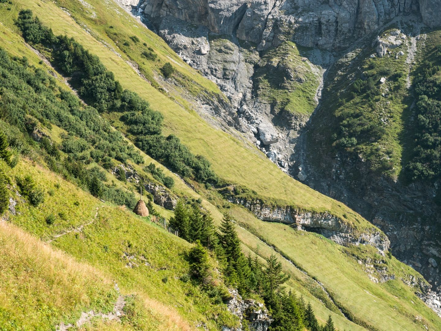 Wildheuplanggen und gelagertes Wildheu im Aufstieg zum Seewli.