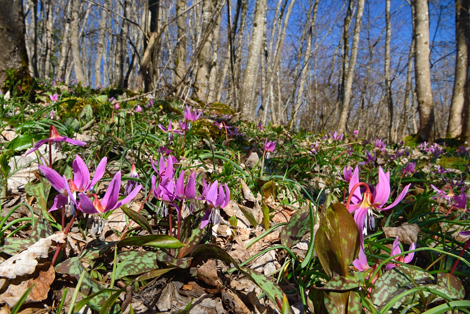 Naturbelassener Wald ist lebendig und bunt, empfindliche Blumen fühlen sich hier wohl.