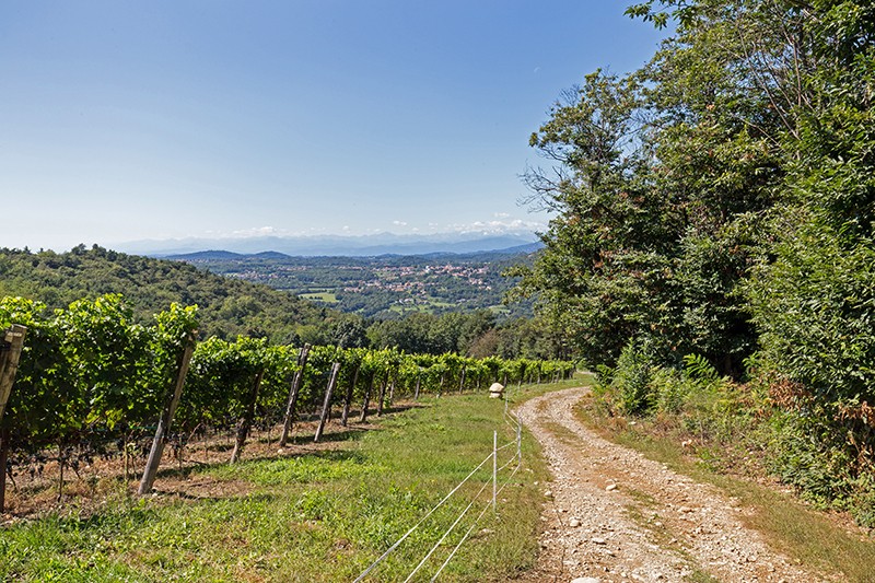 Beim Weinberg Ca Nova, unweit von Moreggi. Bilder: Daniel Fleuti