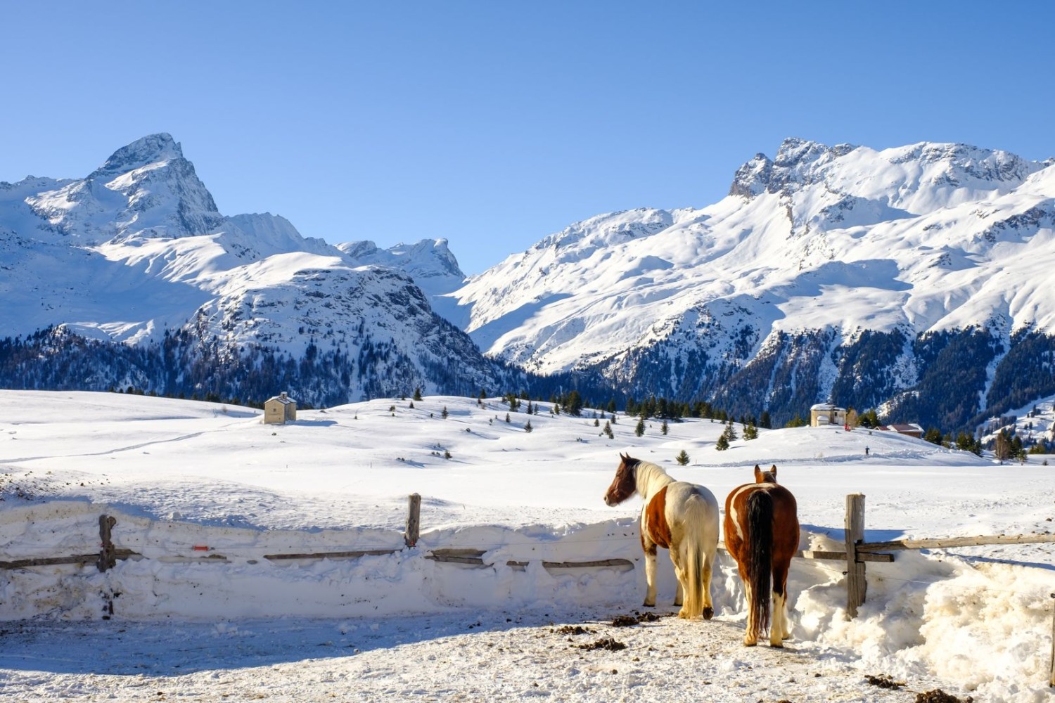 Die Pferde geniessen die winterliche Sonne ebenso.