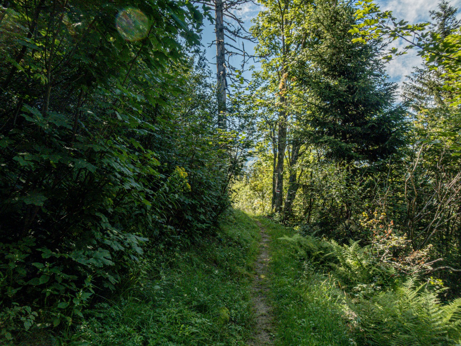 Zum Glück gibt es auch Wegabschnitte im kühlen, schattigen Wald. Bild: Vera In-Albon