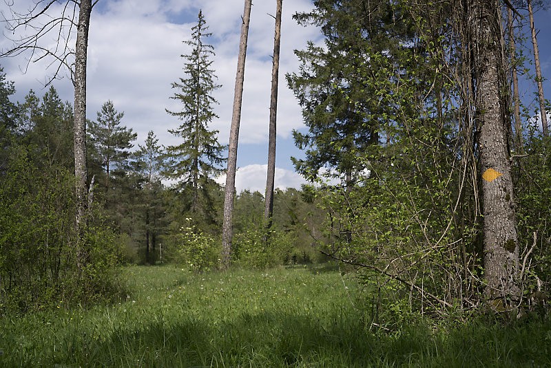 Ehemalige Waldweiden innerhalb der Aue werden
heute gemäht. Bilder: Severin Nowacki