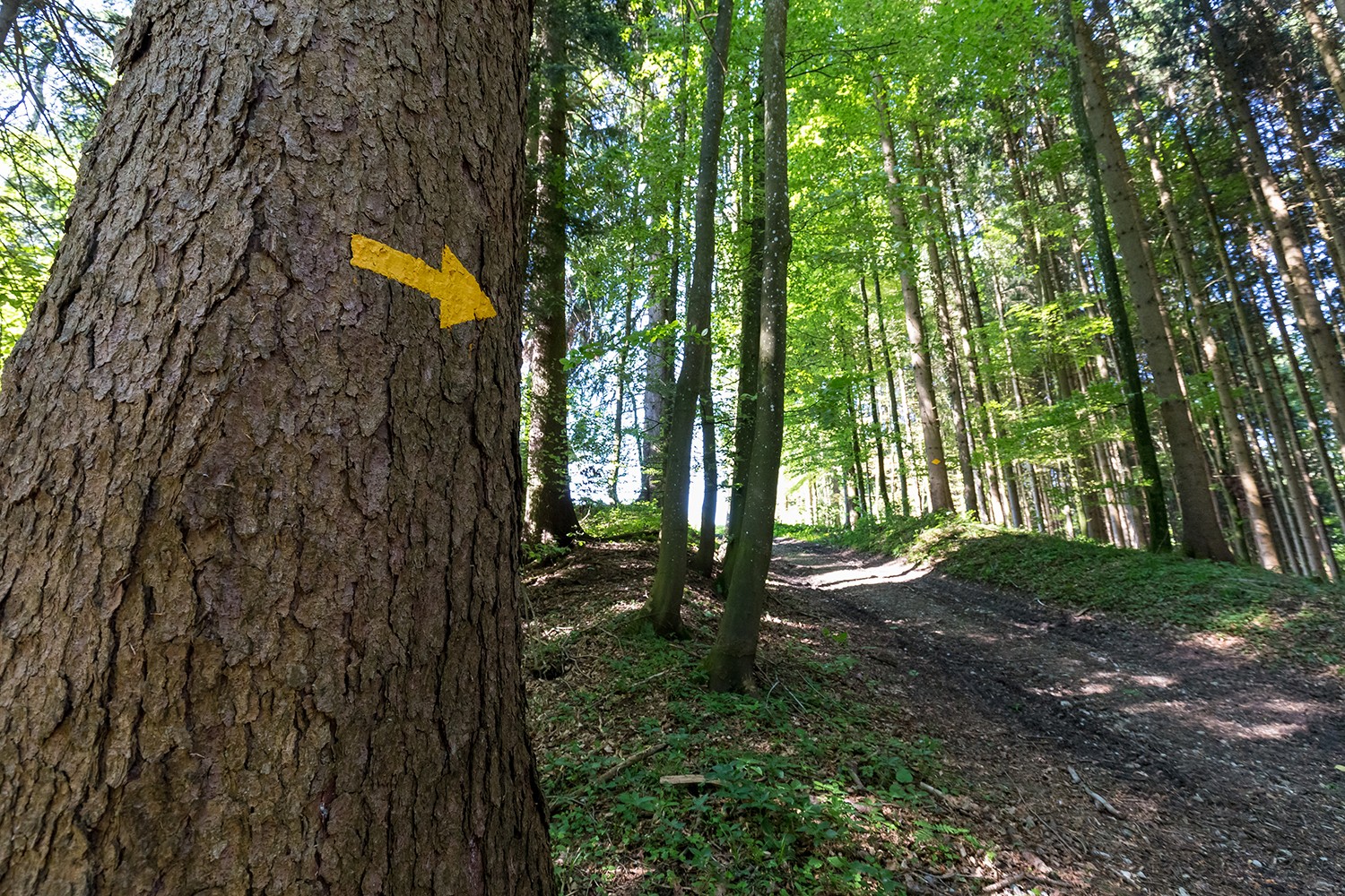 D’Erlen, on se rend à Vorderthal à travers bois.