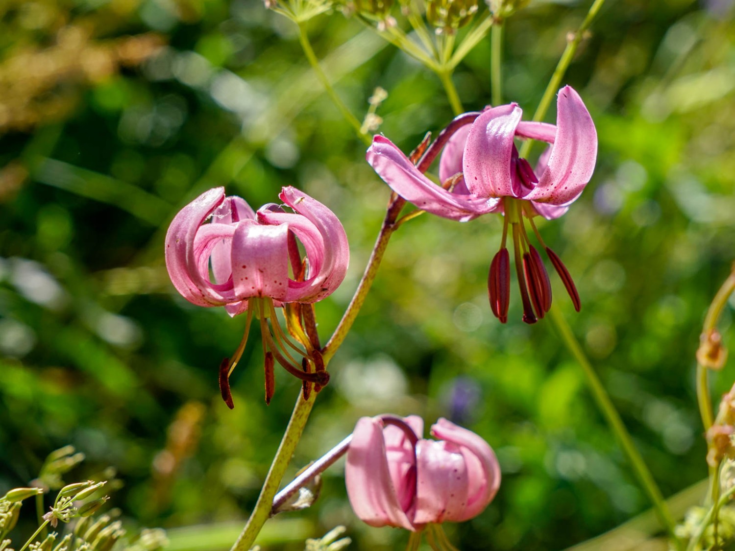 Türkenbund-Lilien (Lilium martagon) am Wegrand. Bild: Fredy Joss