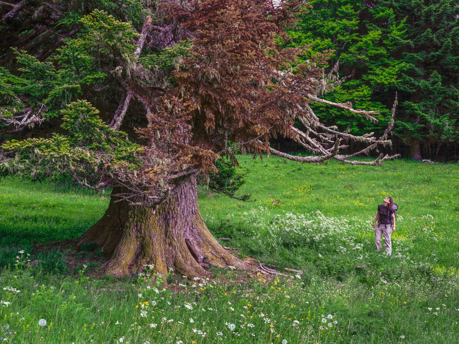 Die mächtige Tanne bei La Prangine beeindruckt.  Bild: Severin Nowacki