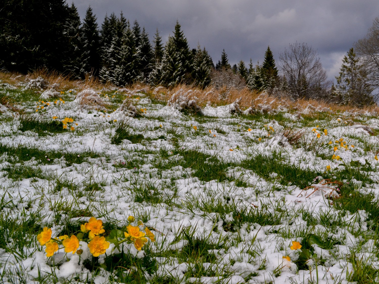 Sumpf-Dotterblumen (Caltha palustris) unter wechselhaftem Aprilhimmel.  Foto: Sabine Joss