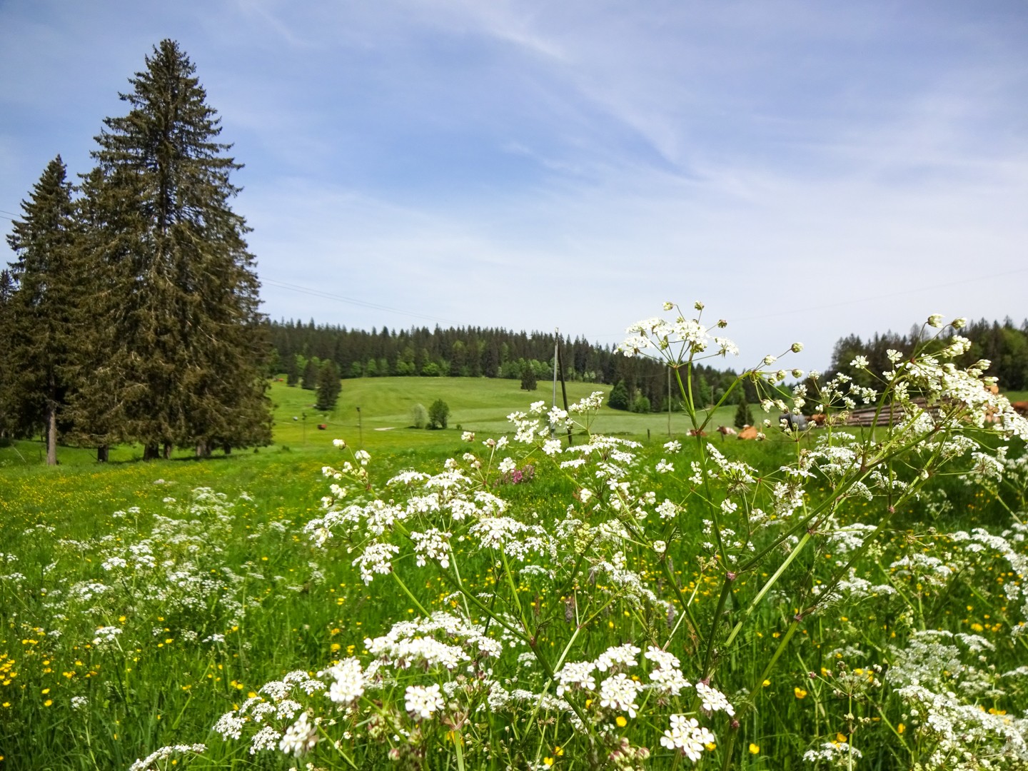 Weiden prägen die Region um Les Cernets.