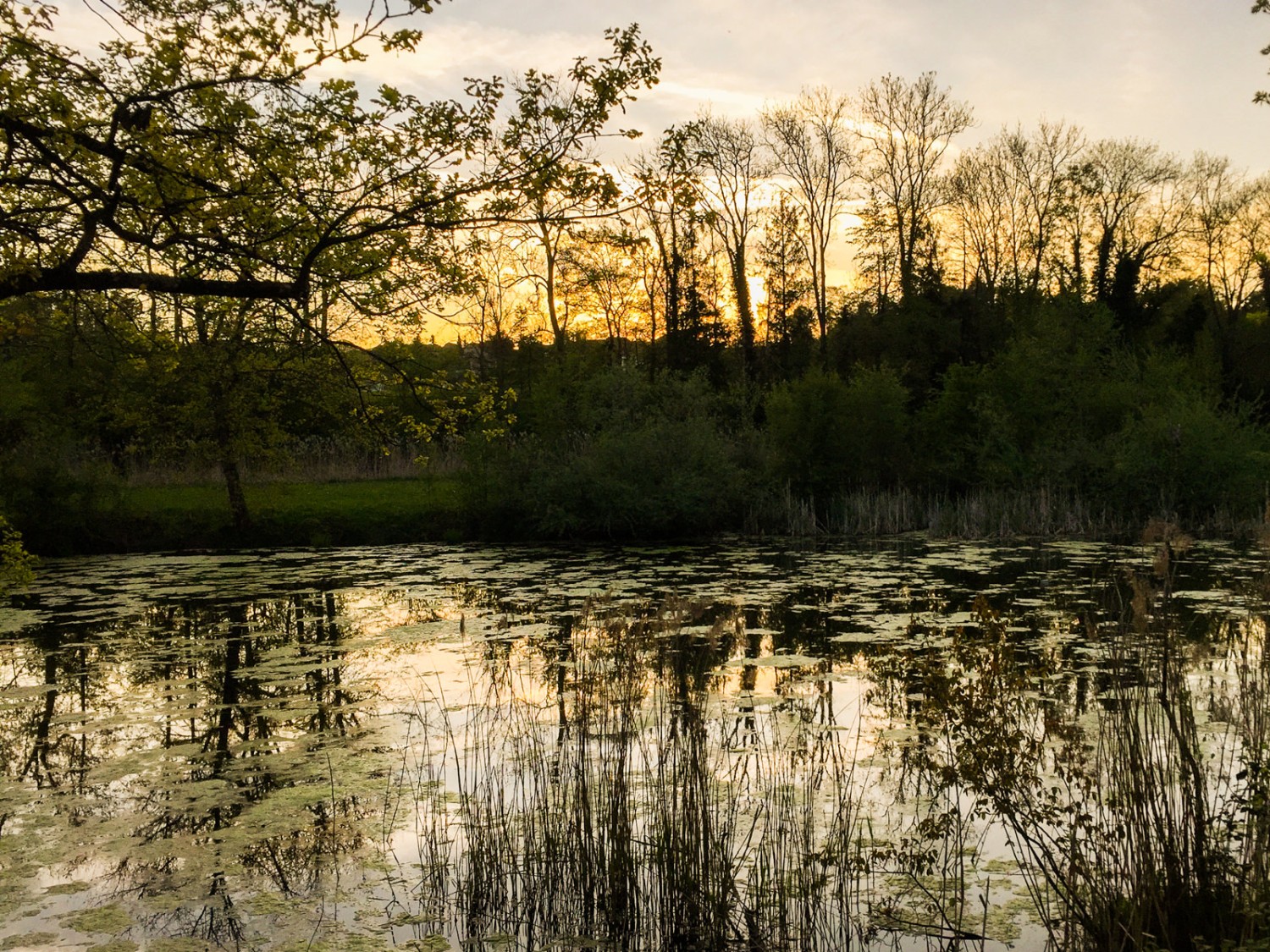 La nuit tombe, la danse nuptiale peutcommencer. Certains mâles donnentle la, puis c’est tous en choeur qu’ilscoassent à tue-tête. Photo: Rémy Kappeler