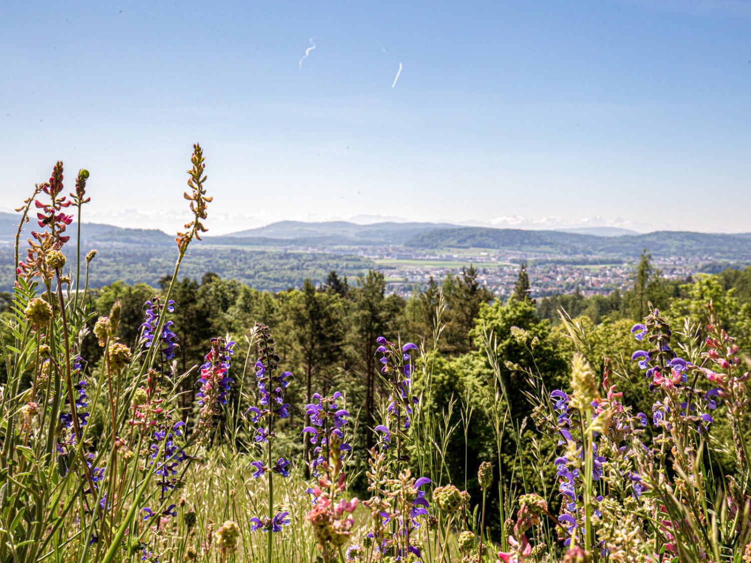 Rund um den Bergmatthof hat man beste Sicht auf den Aargau und die Alpen. Auf den Wiesen blühen Salbei und Co. Bild: Daniel Fleuti