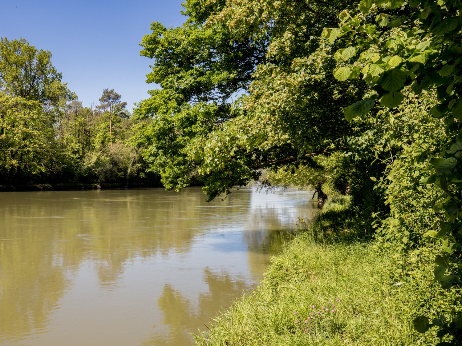 Am breiten Uferweg der Aare entlang von Wildegg nach Auenstein. Bild: Daniel Fleuti