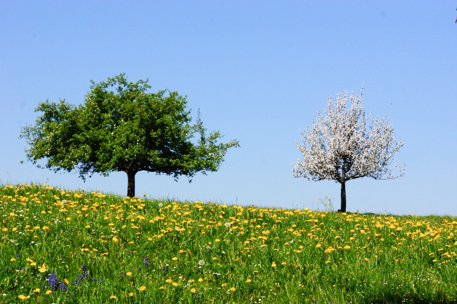 Obstbäume in der Blüte, Frühling pur.