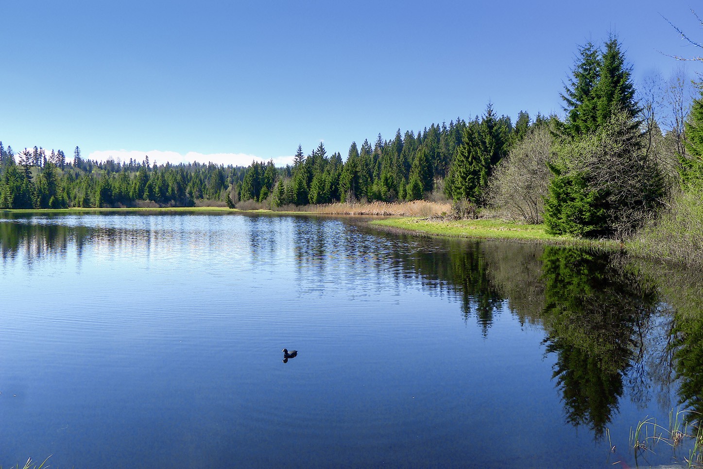 Idylle pur: die Moorlandschaft am Etang de la Gruère. Bild: Mia Hofmann