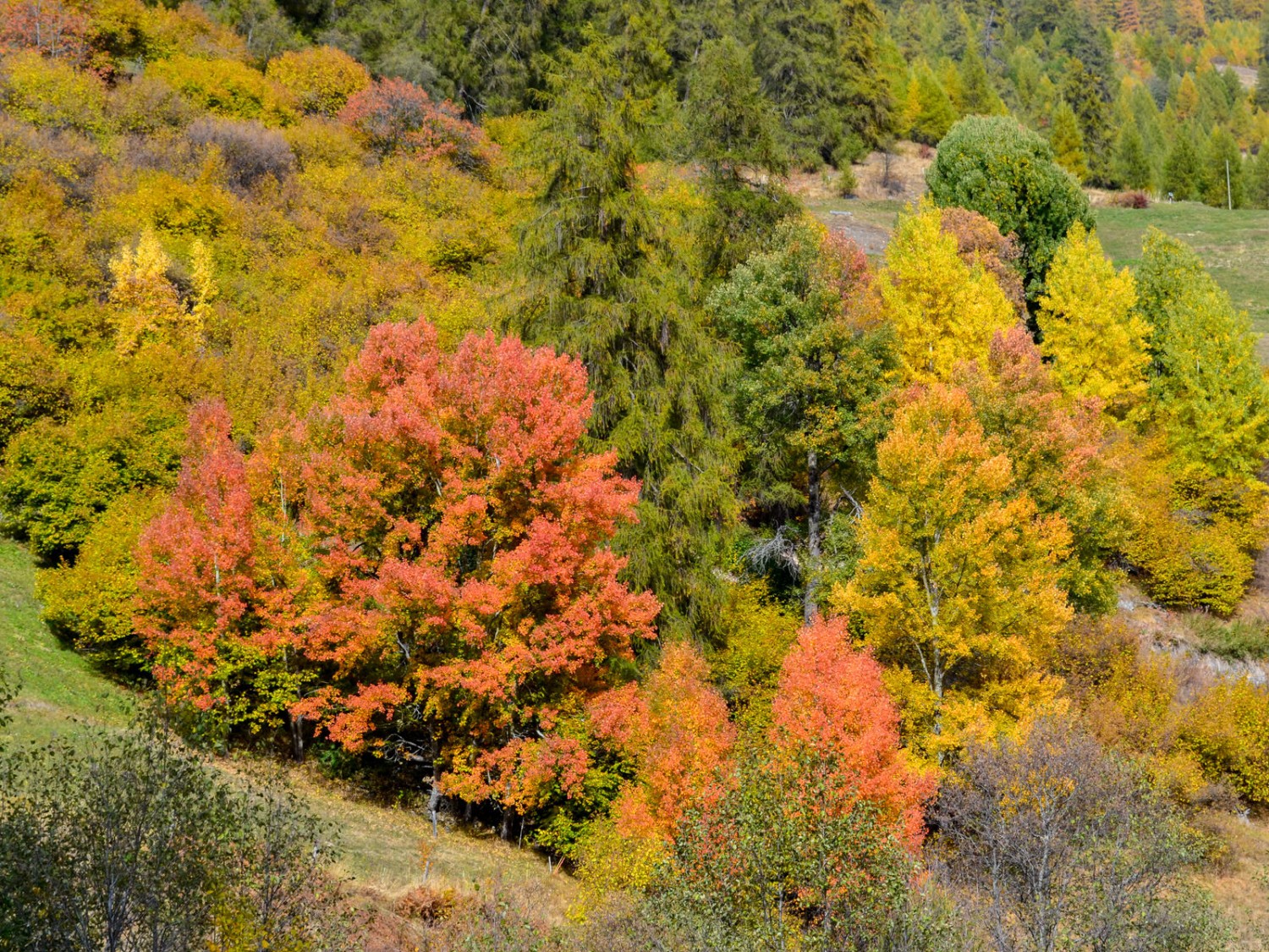 Pioppi tremuli colorati vicino a Valchava. Immagine: Sabine Joss