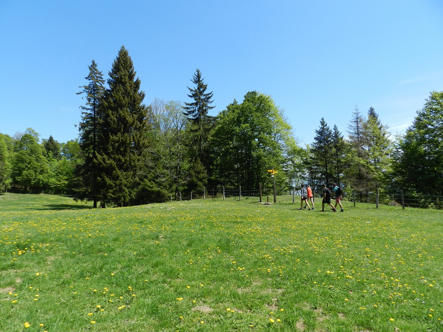 Höhenwiese auf den Tablettes.