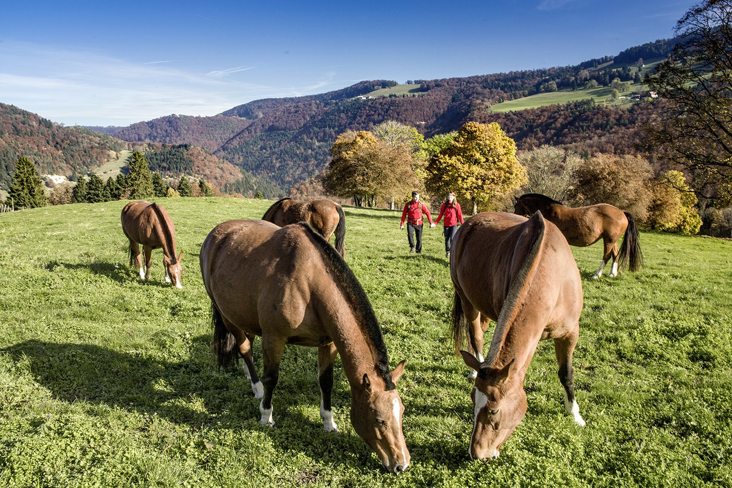 Die Freiberge sind für Pferdeliebhaber ein wahrer Genuss. Bild: Christof Sonderegger