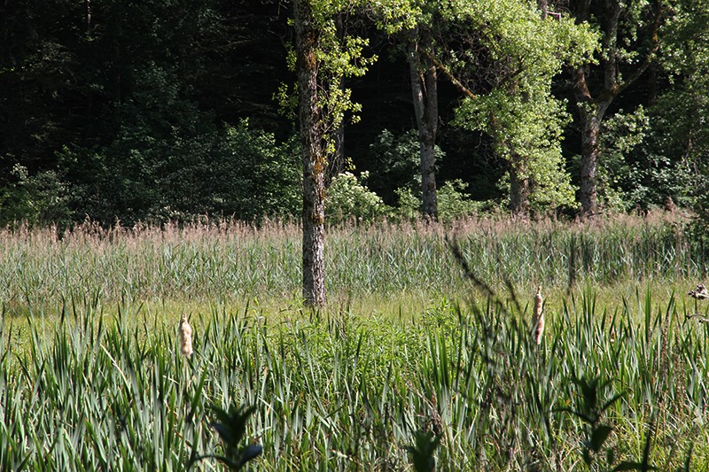 Schilffläche im Schlossholz.