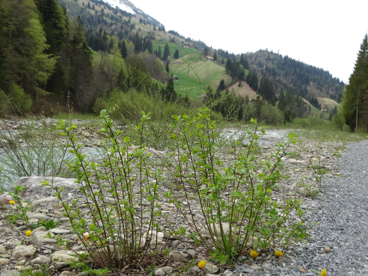 Dei salici costeggiano l’idillico sentiero lungo l’Entschlige.