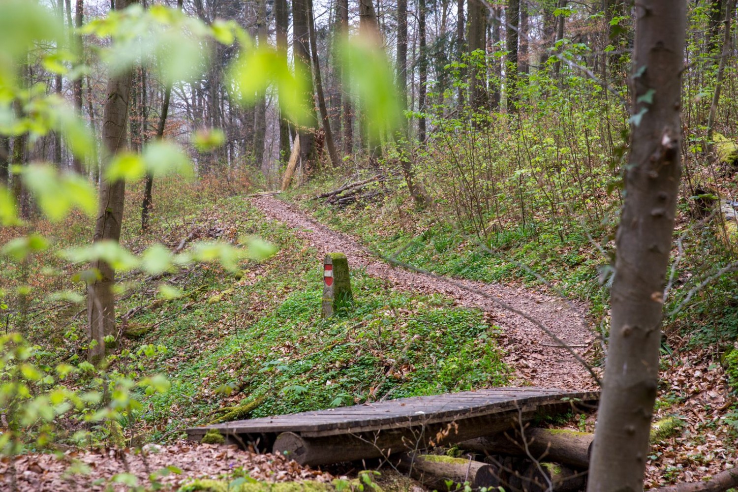 Le chemin frontalier suit le ruisseau dans le Wyhlengraben.