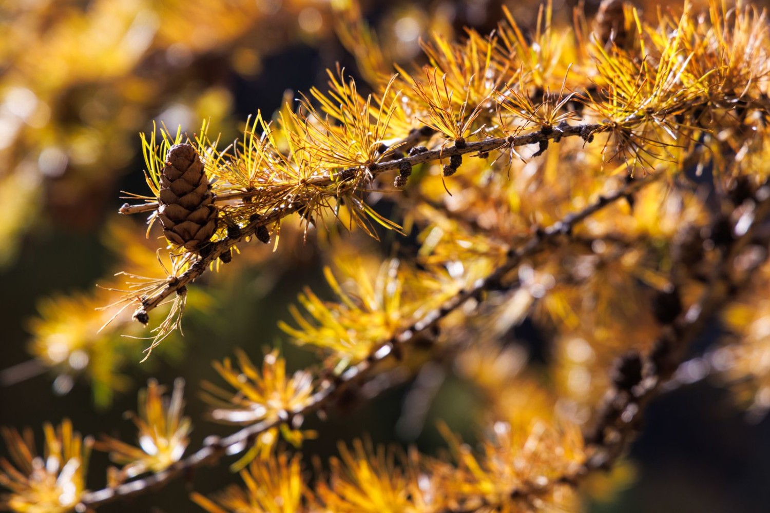 Im Herbst strahlen die Lärchen in der Sonne.