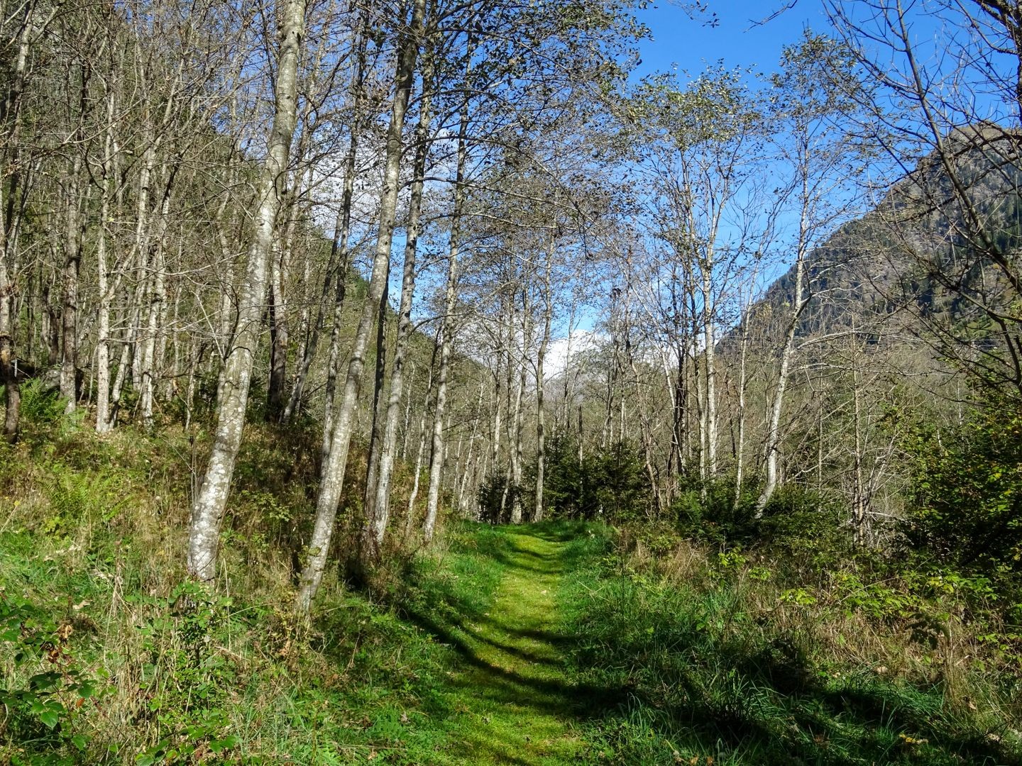 Erlenblätter verfärben sich nicht und fallen im Herbst grün zu Boden.