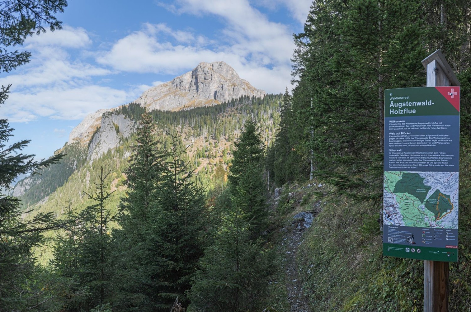 La forêt d’Äugstenwald, une réserve forestière passionnante, avec le Schilt en arrière-plan.