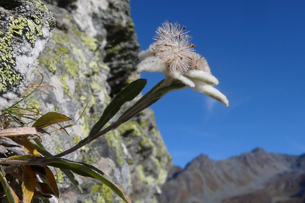 Randonnée impressionnante sur le glacier 