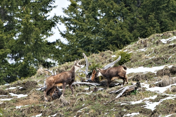 Gemsenpirsch am grossen Aubrig