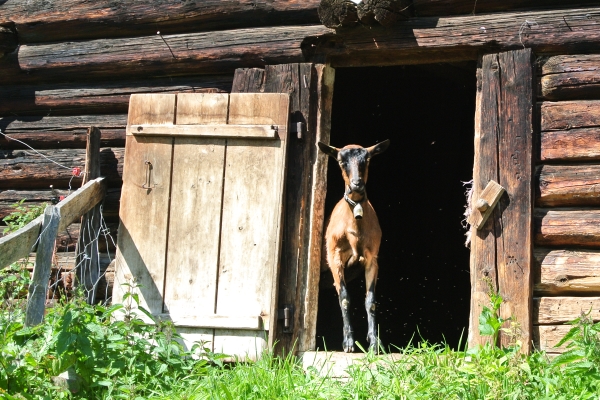 Dans la vallée supérieure de Lauterbrunnen