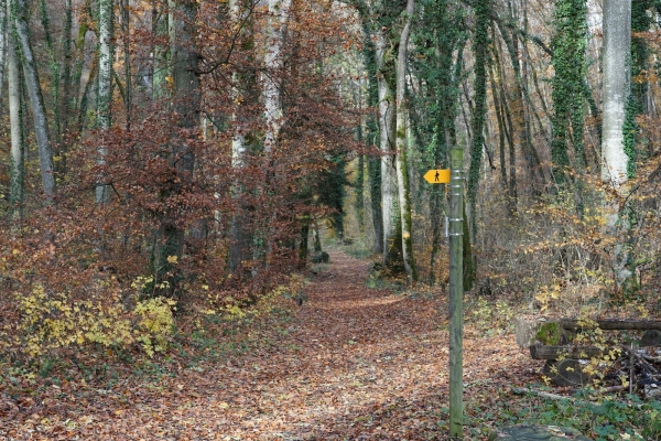 Randonnée idyllique à travers le Churz- et le Langloch jusqu'à Schaffhouse