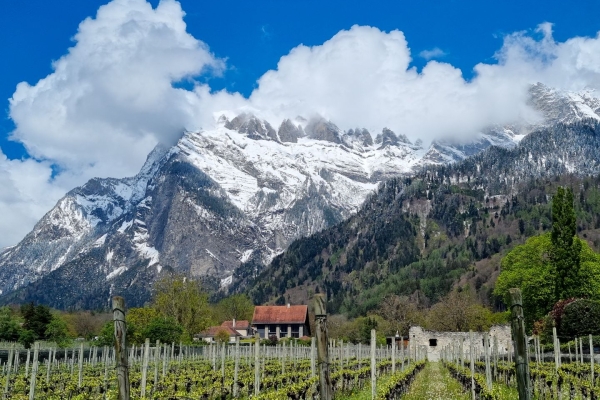 Passeggiata tra vigneti e castelli attraverso la Signoria Grigionese