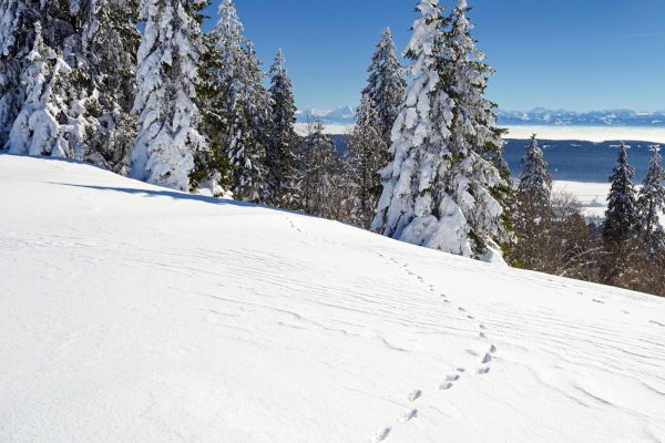 Belles vues lors d'un tour en raquettes dans le Jura