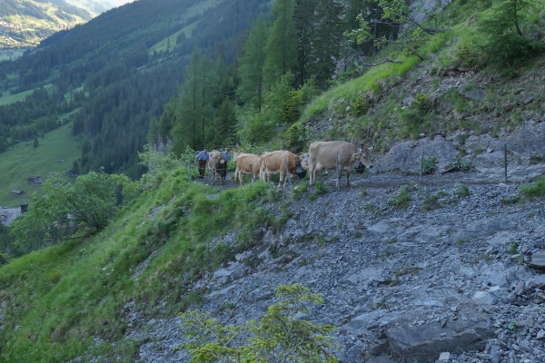 Am Wasserfall vorbei auf die Engstligenalp