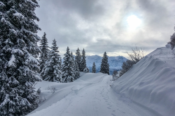 Dans le bois enchanté sous l’Ortstock (GL)