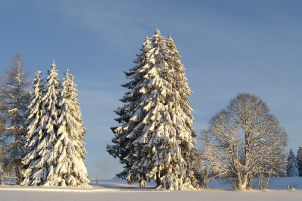 Sur le haut-plateau jurassien