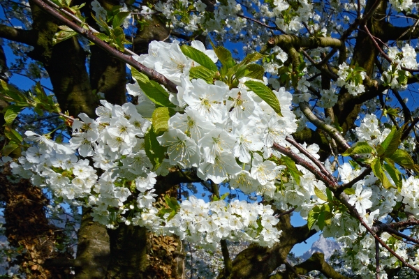 Le Wildspitz en fleurs