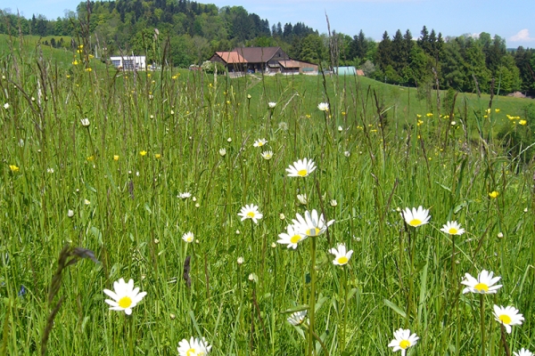 Tannzapfenweg