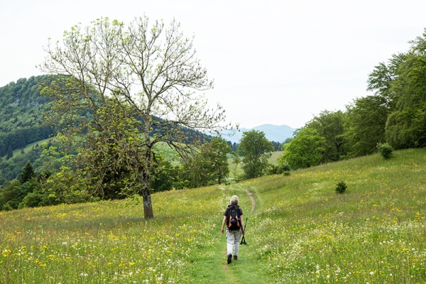 Solothurner Wildpflanzentour