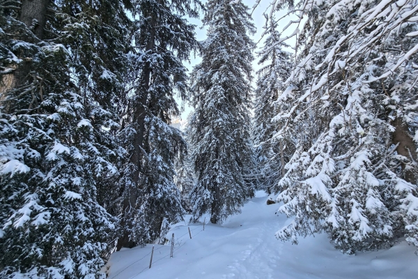 Schneeschuhwanderung Engelberg-Brunni